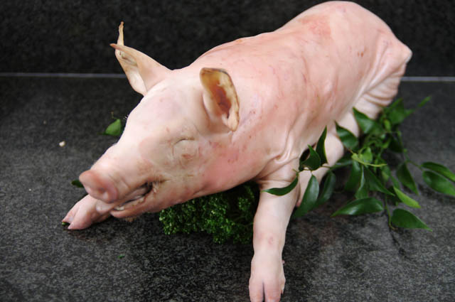 Cochon de Lait, Vente Directe de Viande