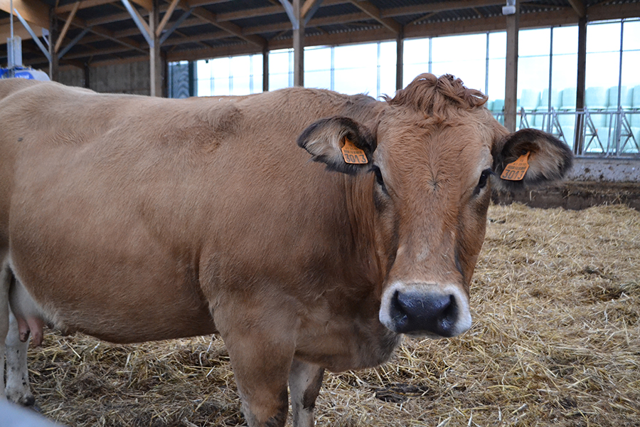 Visite des stabulations