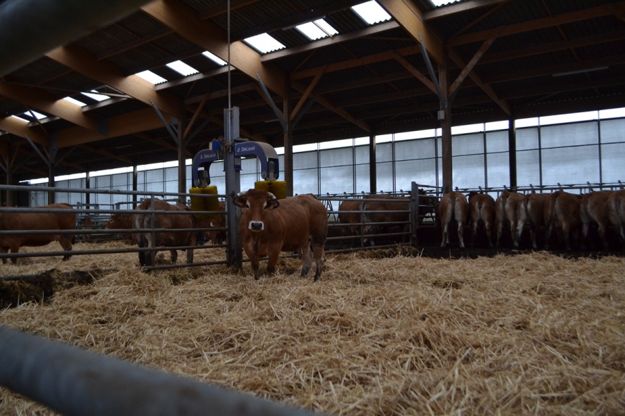 Système de massage pour les vaches