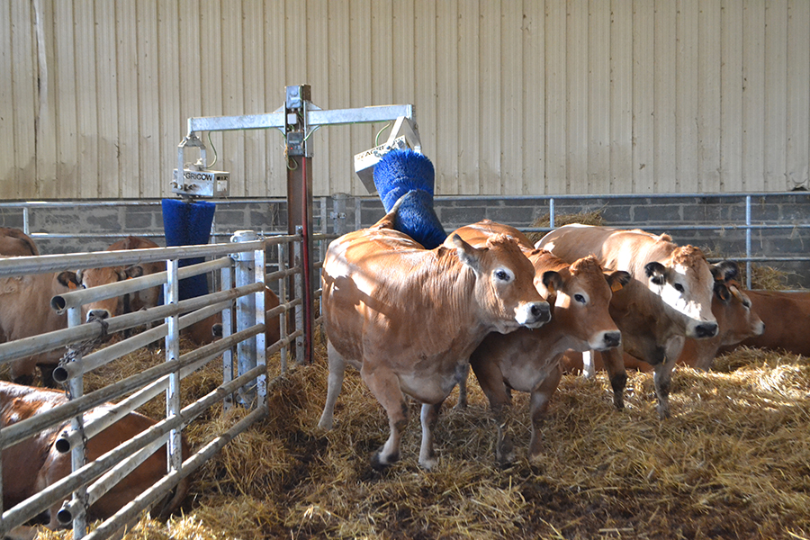 Rouleau de massage pour les vaches