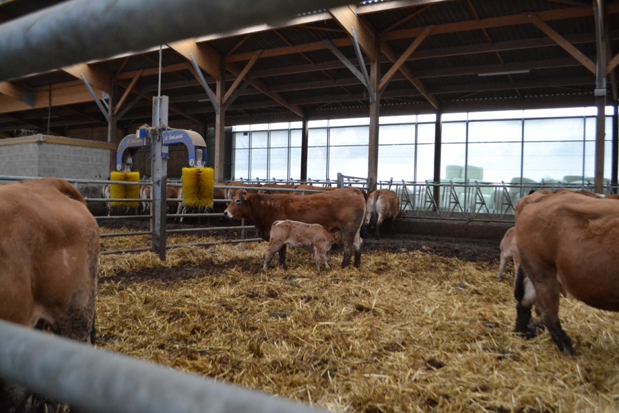 Système de massage pour les vaches