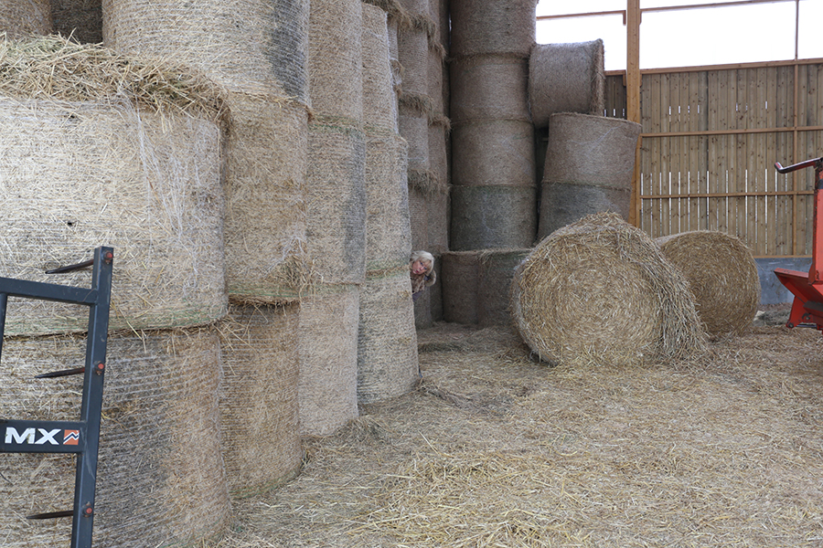 Stock de foin pour l'hivers